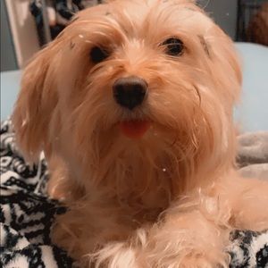 Meet your Posher, Lesly